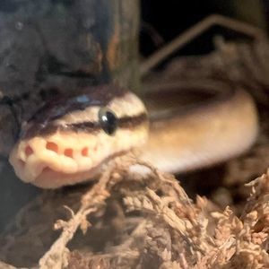 Meet your Posher, Diana